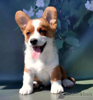 Photo №2 de l'annonce № 54516 de la vente welsh corgi - acheter à Fédération de Russie de la fourrière