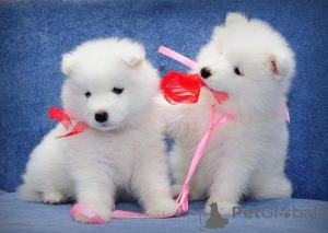 Photo №1. chow-chow - à vendre en ville de Bucarest | négocié | Annonce №175605