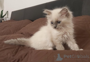 Photo №2 de l'annonce № 174813 de la vente ragdoll - acheter à Allemagne annonce privée