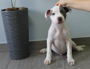 Photos supplémentaires: Magnifiques chiots Amstaff de sang noble