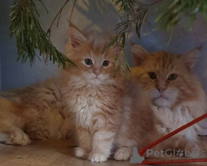 Photo №3. Magnifiques chatons Maine Coon à vendre. Espagne