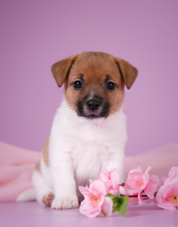 Photo №2 de l'annonce № 2826 de la vente jack russell terrier - acheter à Fédération de Russie éleveur