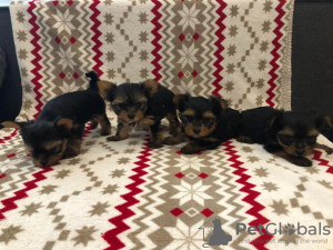 Photo №1. yorkshire terrier - à vendre en ville de Калифорния Сити | 847€ | Annonce №15737