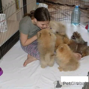 Photo №1. spitz nain - à vendre en ville de Villard | négocié | Annonce №167065