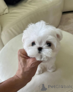 Photo №1. bichon maltais - à vendre en ville de Debrecen | négocié | Annonce №160394