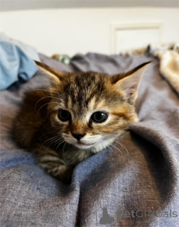 Photo №1. chat de gouttière - à vendre en ville de Amberg | 350€ | Annonce № 151656