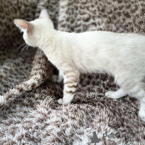 Photo №1. bengal - à vendre en ville de Växjö | 750€ | Annonce № 153230