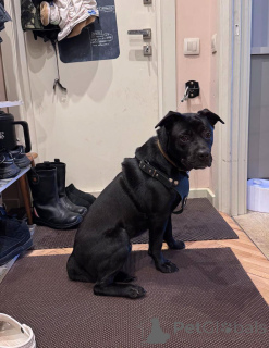 Photo №2 de l'annonce № 163255 de la vente chien bâtard - acheter à Fédération de Russie annonce privée
