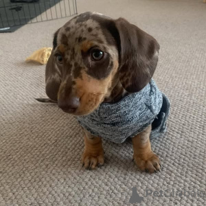 Photo №2 de l'annonce № 136725 de la vente teckel - acheter à USA éleveur