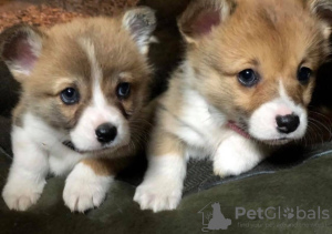 Photos supplémentaires: Chiots corgi gallois