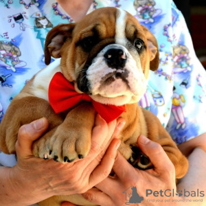 Photo №1. bulldog anglais - à vendre en ville de Belgrade | négocié | Annonce №114390