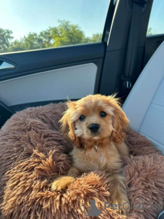 Photo №2 de l'annonce № 110867 de la vente cavalier king charles spaniel - acheter à Allemagne annonce privée, de la fourrière, éleveur