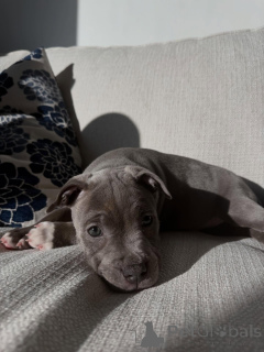 Photo №2 de l'annonce № 177906 de la vente staffordshire bull terrier - acheter à Allemagne éleveur