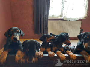 Photos supplémentaires: Vente de chiots Doberman pure race âgés de 2 mois.