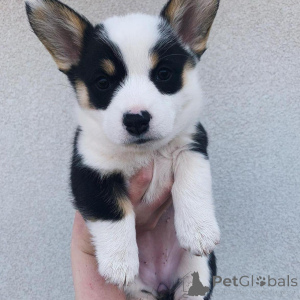 Photo №3. Chiots corgi gallois de Pembroke. France