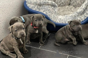 Photo №1. staffordshire bull terrier - à vendre en ville de Main | 550€ | Annonce №149694