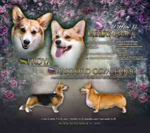 Photos supplémentaires: Welsh corgi pembroke girl, bobtail