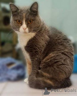 Photo №2 de l'annonce № 161961 de la vente  - acheter à Fédération de Russie de l'abri