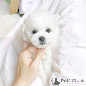 Photo №1. bichon maltais - à vendre en ville de Berlin | 500€ | Annonce №136559