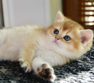 Photo №2 de l'annonce № 2331 de la vente british shorthair - acheter à Fédération de Russie de la fourrière