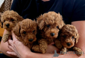 Photo №1. caniche (jouet) - à vendre en ville de Vilovo | négocié | Annonce №139180