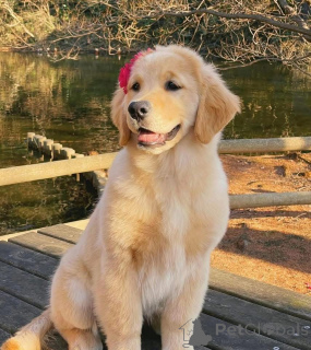 Photo №4. Je vais vendre  en ville de Mauvais zurzach.  - prix - 484€