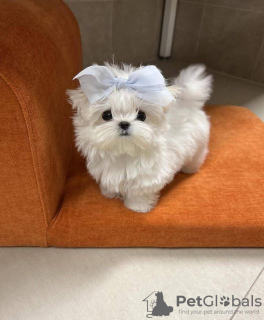Photo №2 de l'annonce № 127298 de la vente bichon maltais - acheter à USA 