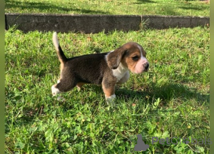 Photo №3. Beagle Welpen à vendre. Luxembourg