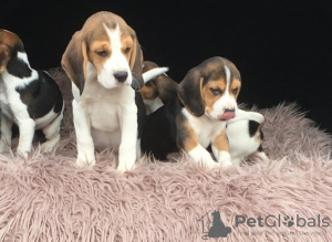 Photo №1. beagle - à vendre en ville de Marsaskala | 450€ | Annonce №131748