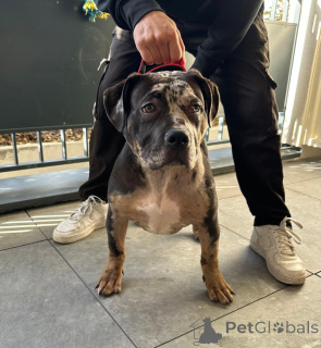 Photo №4. Je vais vendre american bully en ville de Chessy. annonce privée - prix - 1400€