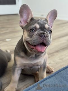 Photo №3. Chiots bouledogue français de qualité supérieure testés et élevés à la maison. Ukraine