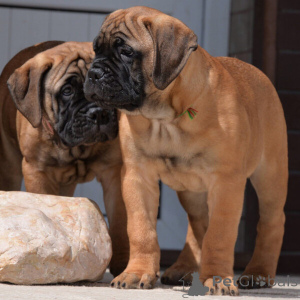 Photo №2 de l'annonce № 169786 de la vente bullmastiff - acheter à Suède 