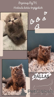 Photo №2 de l'annonce № 13663 de la vente british shorthair - acheter à Pologne éleveur