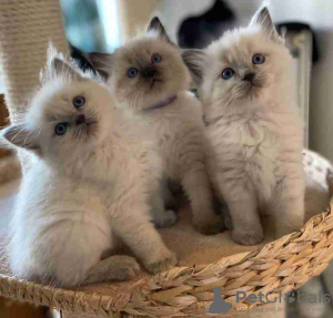 Photo №1. ragdoll - à vendre en ville de Berlin | Gratuit | Annonce № 113153