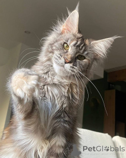Photo №1. maine coon - à vendre en ville de Aberdeen | négocié | Annonce № 157137
