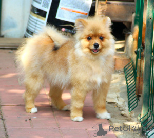 Photo №1. spitz nain - à vendre en ville de Москва | 323€ | Annonce №143458