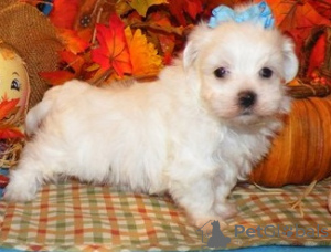 Photo №1. bichon maltais - à vendre en ville de Varna | négocié | Annonce №54809