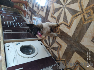 Photo №4. Je vais vendre akita américain en ville de Kharkov. annonce privée, éleveur - prix - 163€