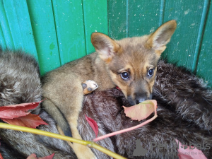 Photo №2 de l'annonce № 111014 de la vente chien bâtard - acheter à Fédération de Russie annonce privée