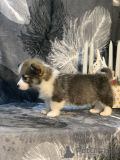 Photo №4. Je vais vendre welsh corgi en ville de Glendale. annonce privée - prix - 3502€