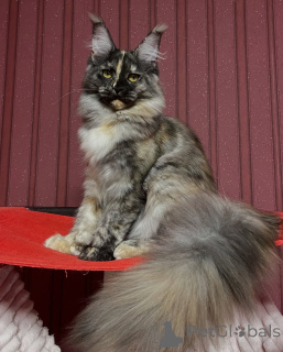 Photo №4. Je vais vendre maine coon en ville de Alta. annonce privée - prix - négocié