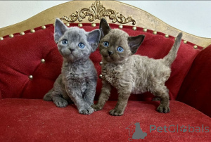 Photo №1. devon rex - à vendre en ville de Barcelone | négocié | Annonce № 161170