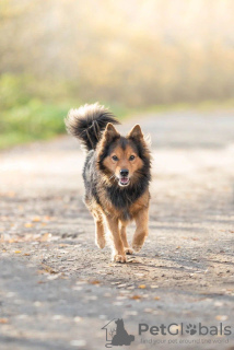 Photo №3. Beau chien aux cheveux longs Thor entre de bonnes mains. Fédération de Russie