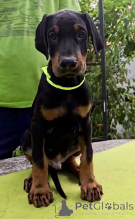 Photo №3. Doberman Puppy Champion Bloodline. Serbie