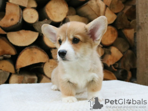 Photo №1. welsh corgi - à vendre en ville de Sydney | négocié | Annonce №131244