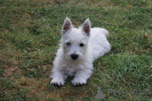 Photo №1. west highland white terrier - à vendre en ville de Daszewice | 1200€ | Annonce №139141