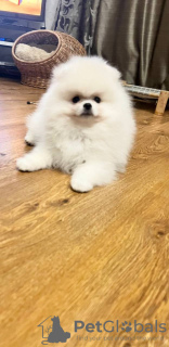 Photo №3. mâle blanc. Fédération de Russie