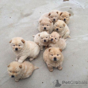 Photo №1. chow-chow - à vendre en ville de Антверпен | négocié | Annonce №123535