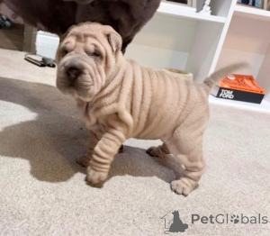 Photo №2 de l'annonce № 166922 de la vente shar pei - acheter à Allemagne annonce privée