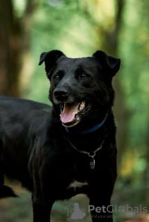 Photo №2 de l'annonce № 120208 de la vente chien bâtard - acheter à Fédération de Russie 